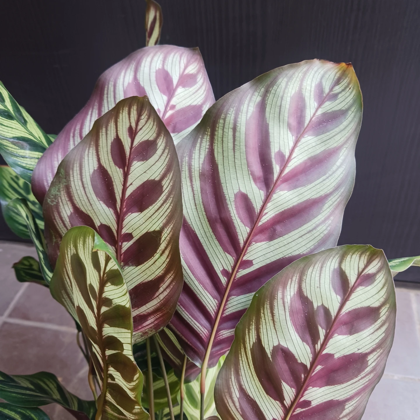 カラテア・マコヤナ　4号　観葉植物　インドアグリーンの写真8枚目