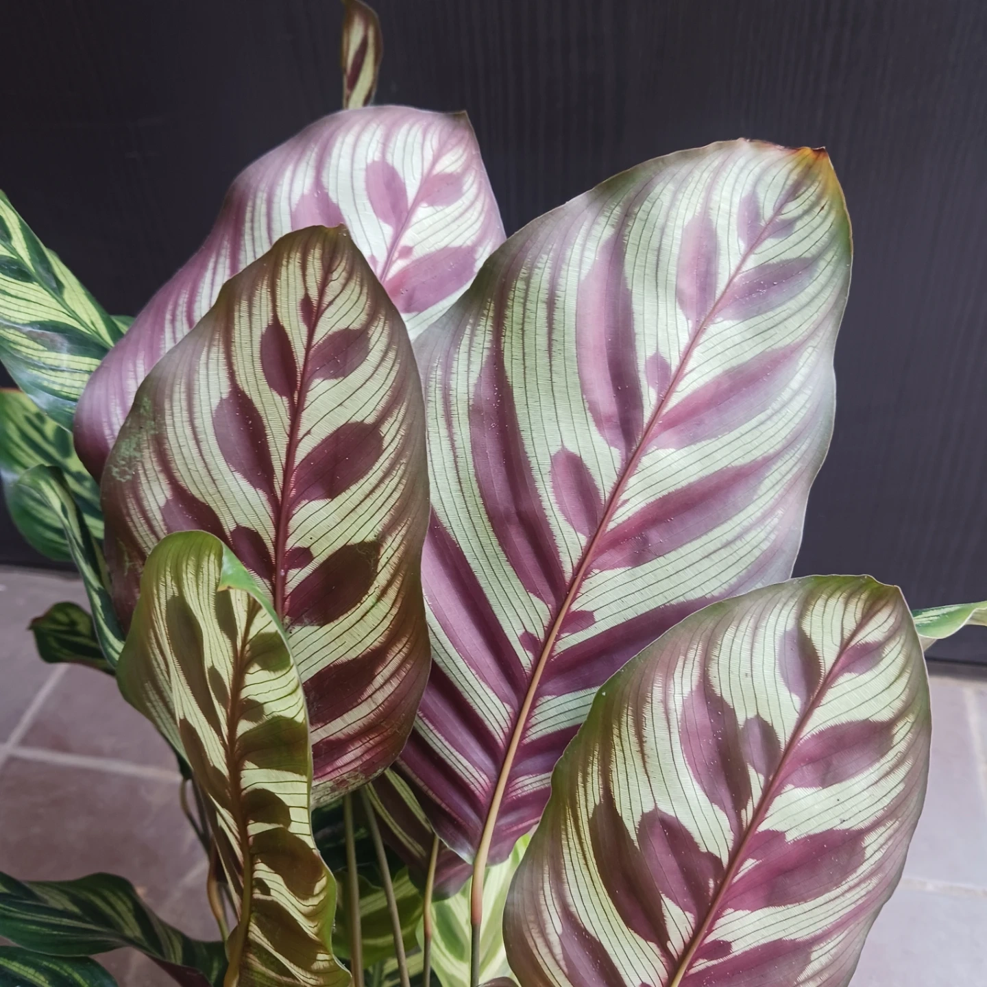 カラテア・マコヤナ 4号 観葉植物 インドアグリーンの写真8枚目