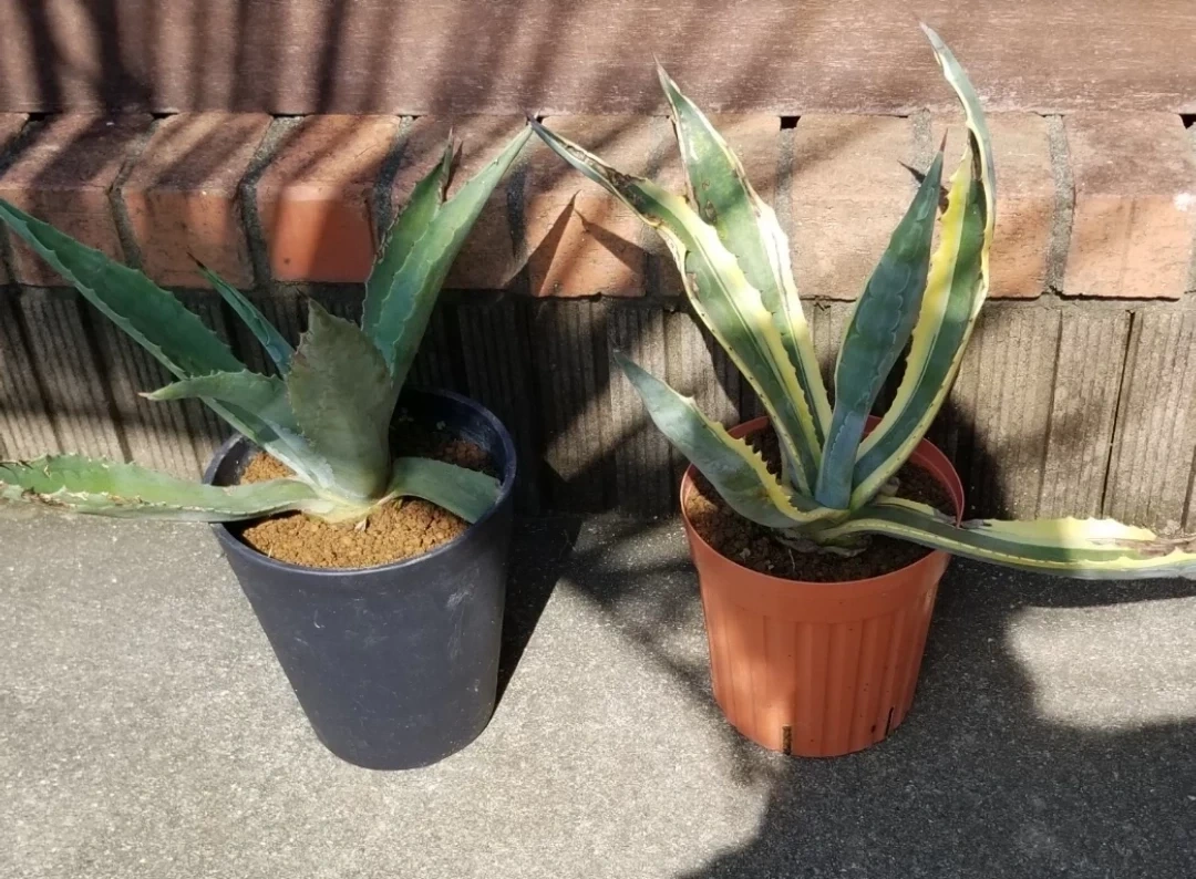 アガベ 斑入り 観葉植物 2種セット