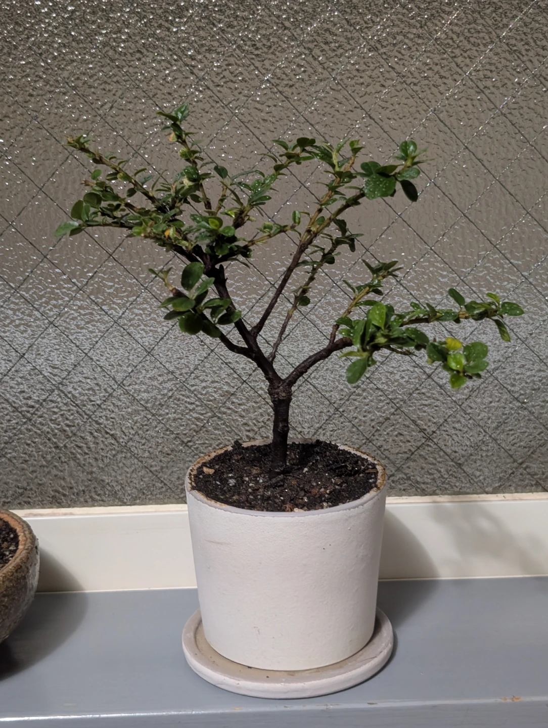 盆栽（ベニシタン）