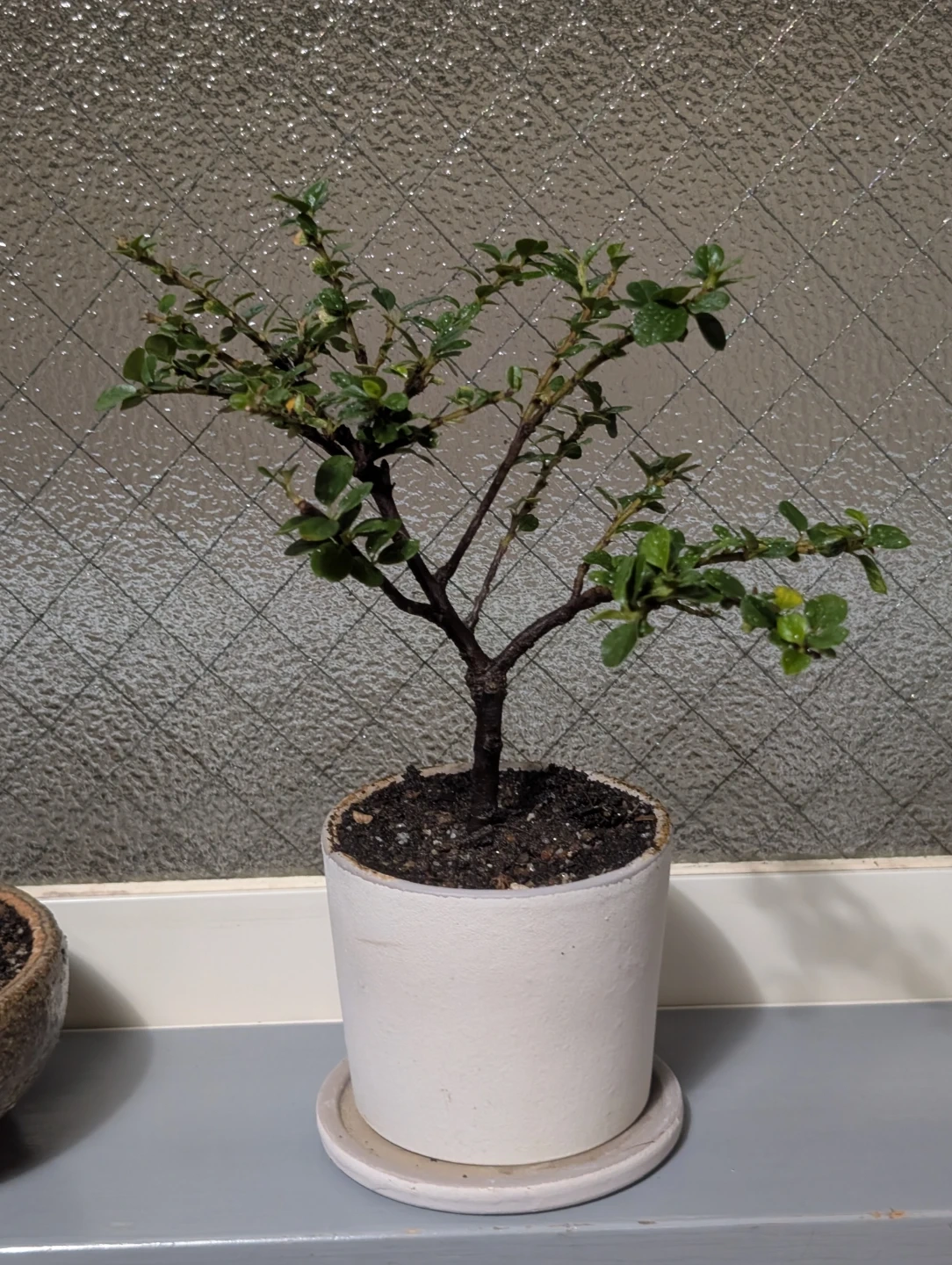 盆栽(ベニシタン)