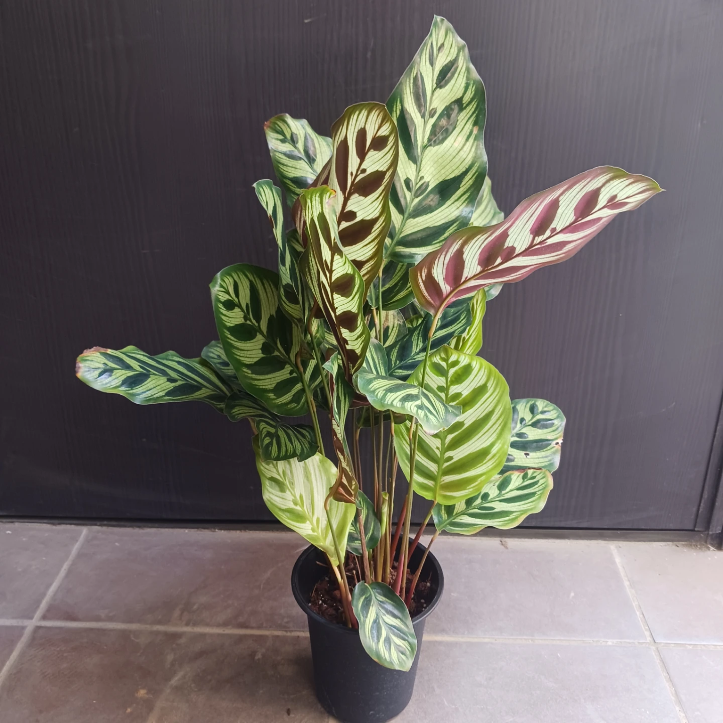カラテア・マコヤナ　4号　観葉植物　インドアグリーンの写真2枚目