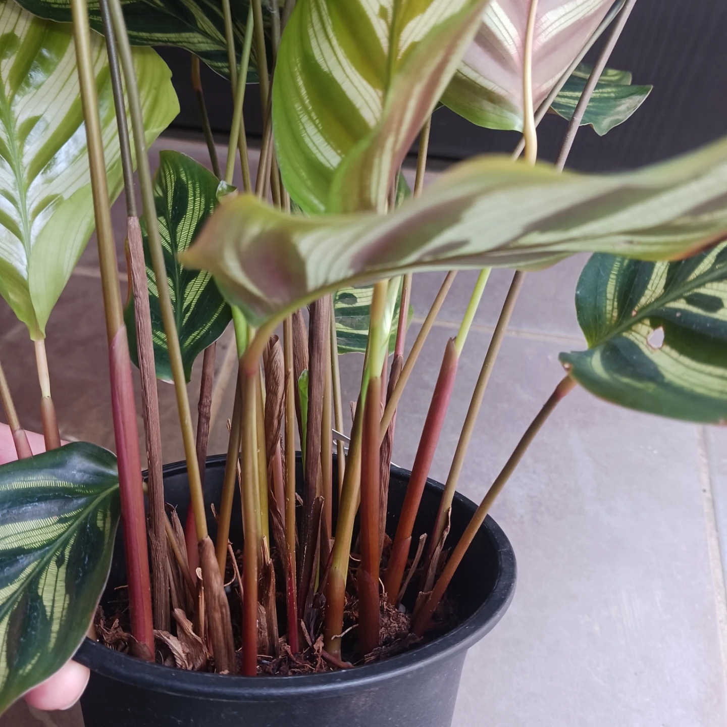 カラテア・マコヤナ　4号　観葉植物　インドアグリーンの写真3枚目