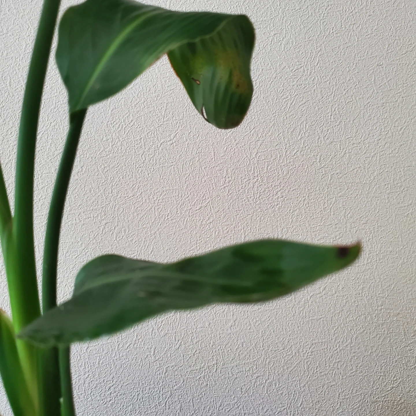 観葉植物 ストレリチア レギネの写真4枚目