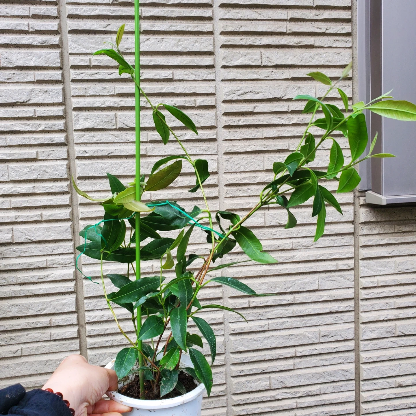 レモンマートル 鉢植え ハーブ