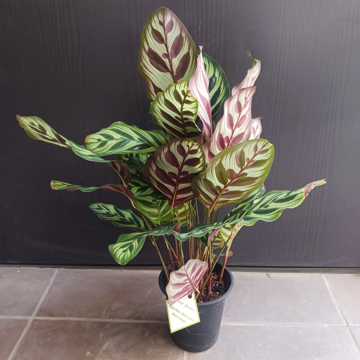 カラテア・マコヤナ 4号 観葉植物 インドアグリーン