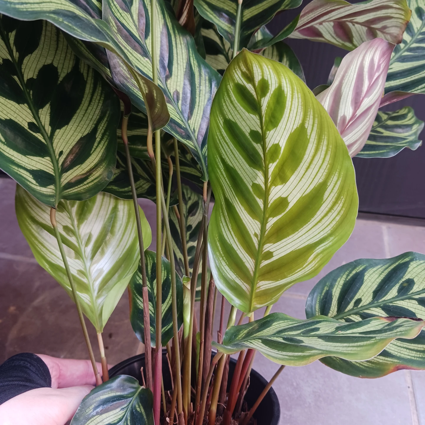 カラテア・マコヤナ　4号　観葉植物　インドアグリーンの写真4枚目