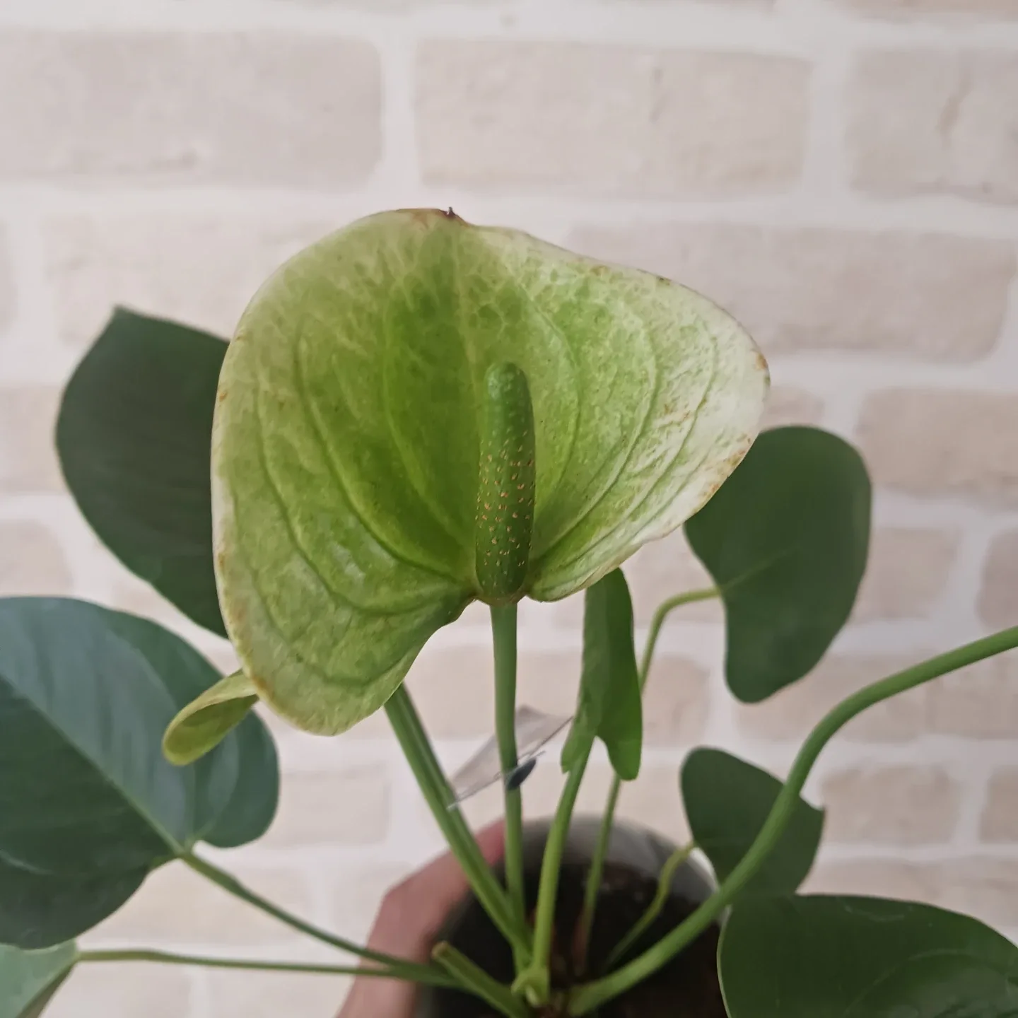image indicator(10)