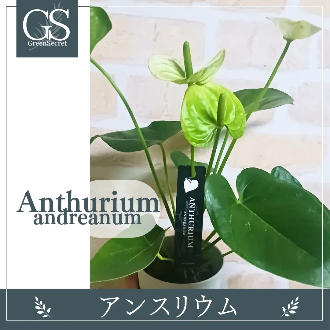 image indicator(1)