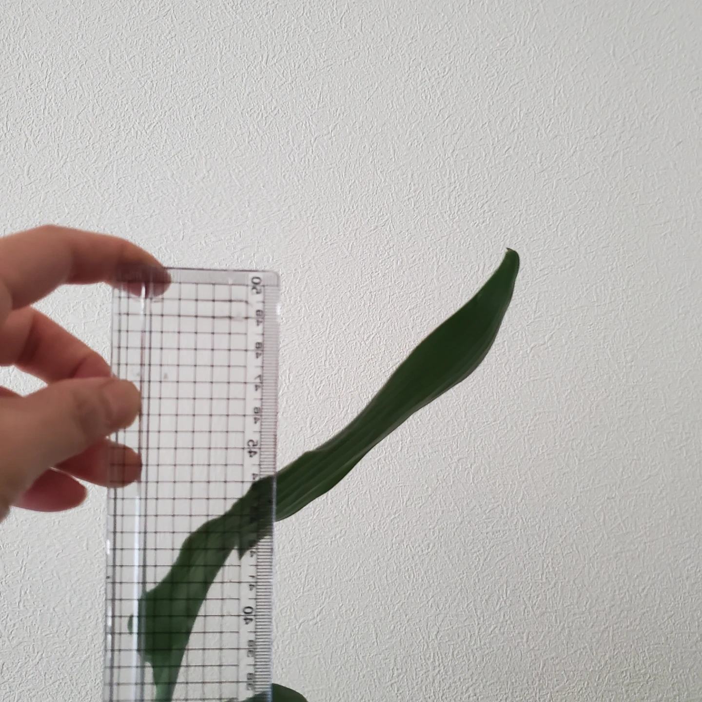 観葉植物 ストレリチア レギネの写真5枚目