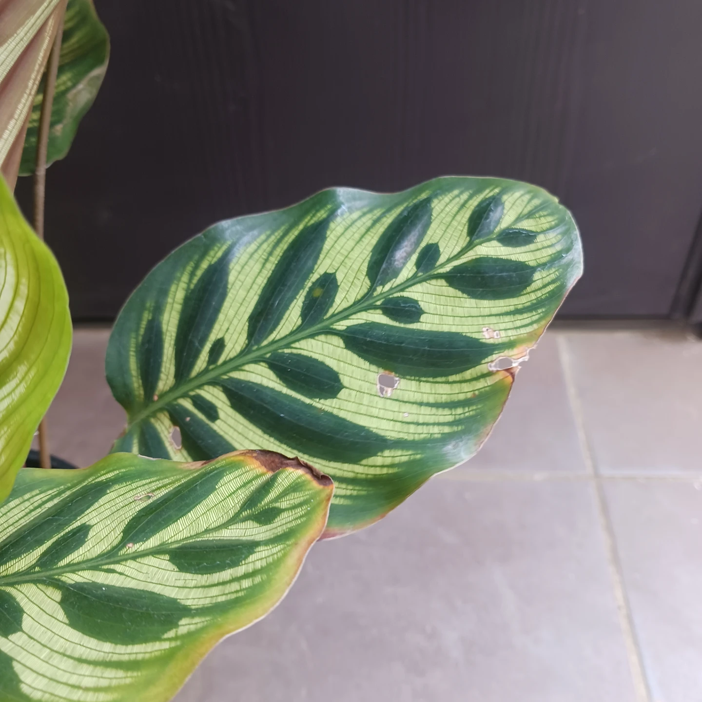 カラテア・マコヤナ　4号　観葉植物　インドアグリーンの写真5枚目