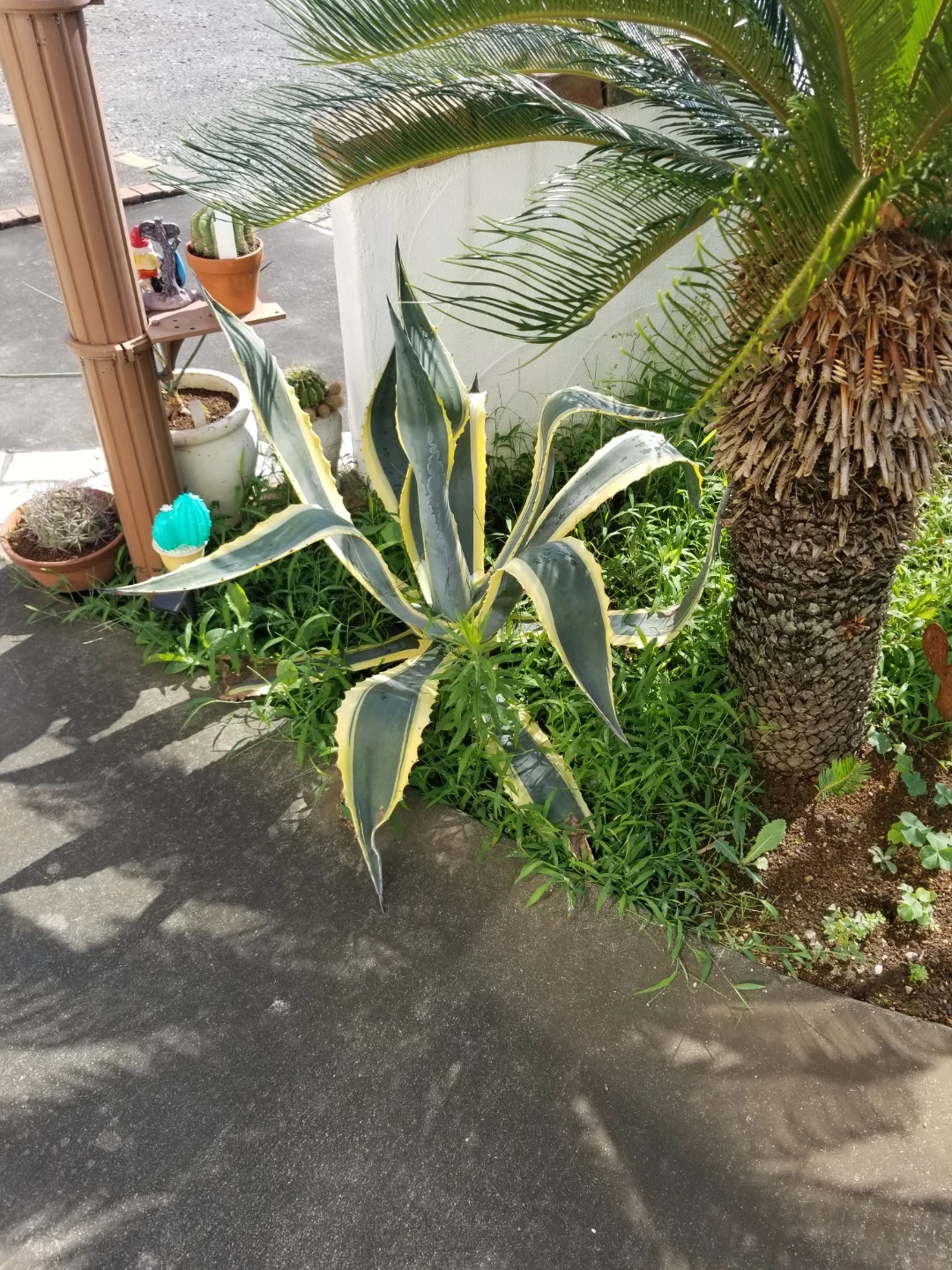 アガベ 斑入り 観葉植物 2種セット の写真3枚目