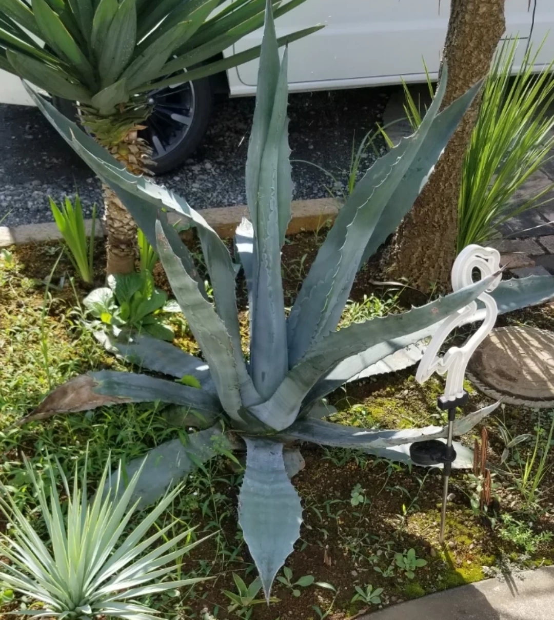 アガベ 斑入り 観葉植物 2種セット の写真2枚目