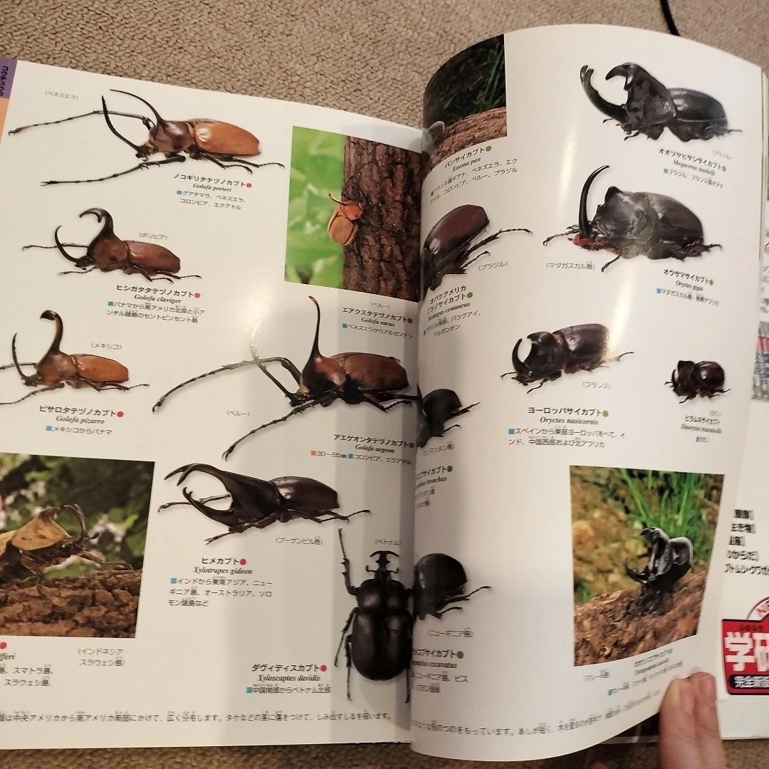 新品 学研の図鑑 世界の昆虫の写真4枚目