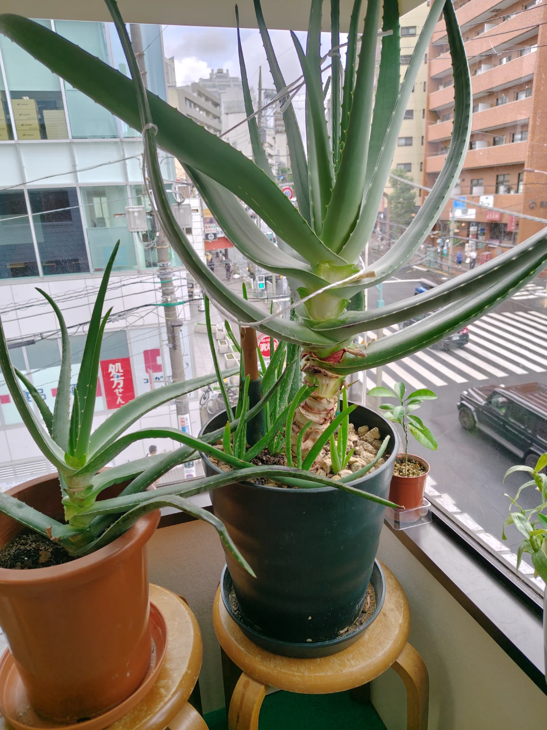 アロエ 鉢植え 観葉植物