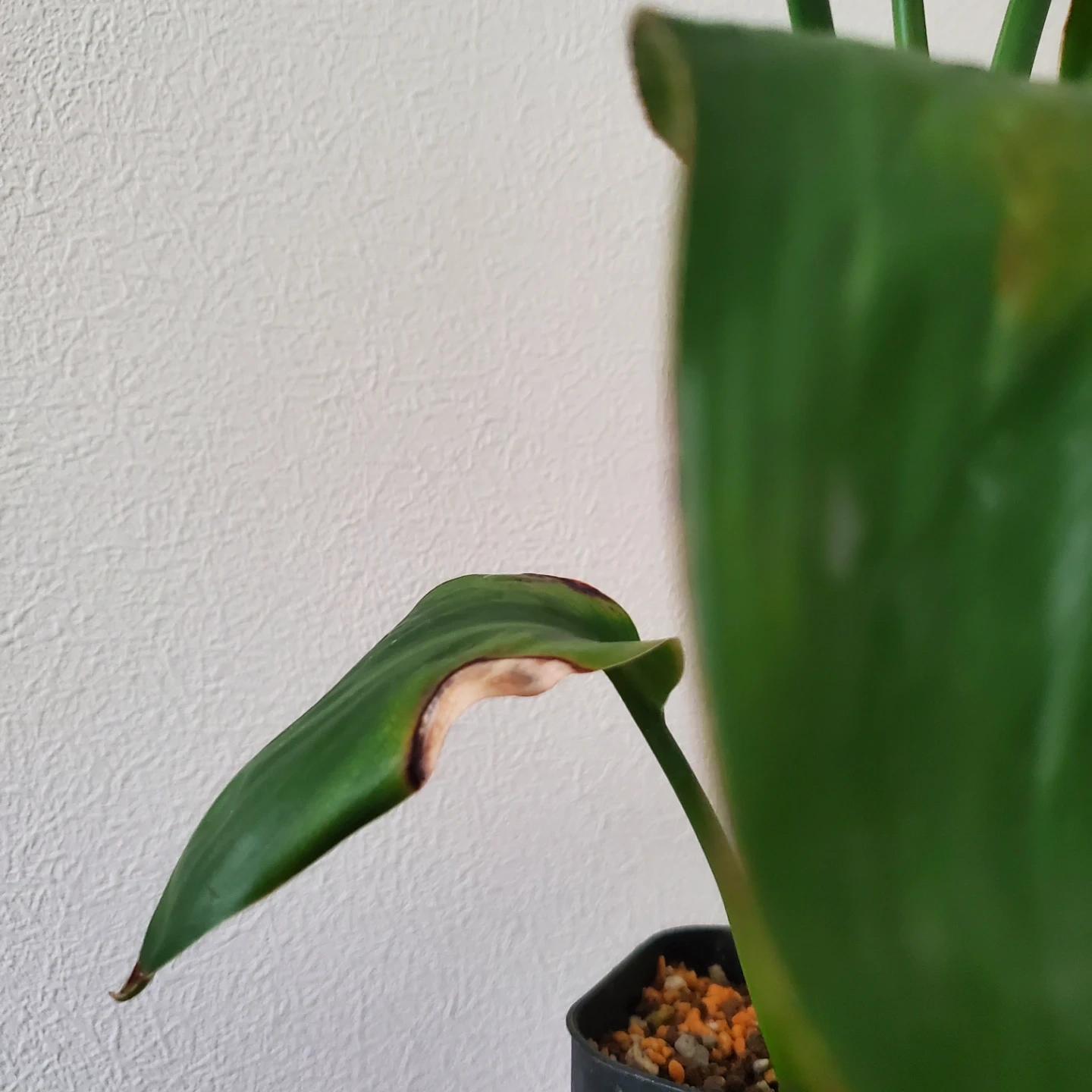 観葉植物 ストレリチア レギネの写真2枚目