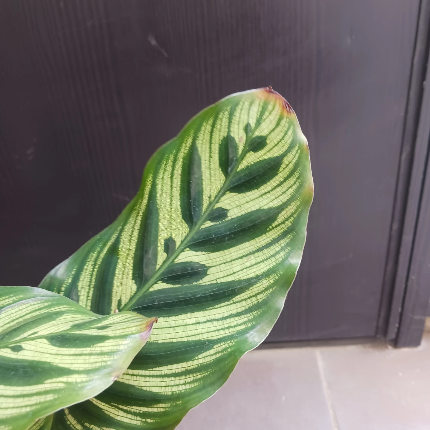 カラテア・マコヤナ　4号　観葉植物　インドアグリーンの写真6枚目