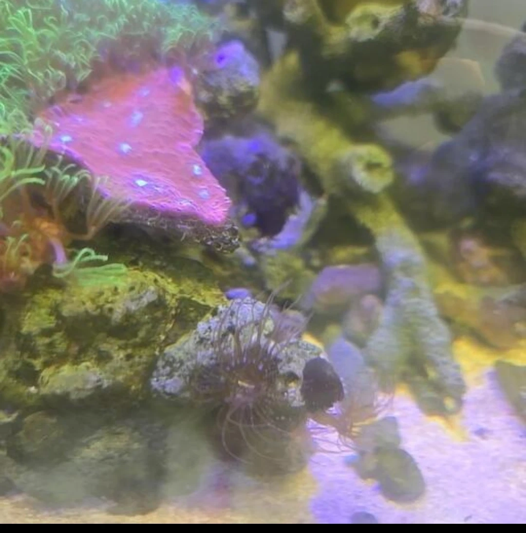 水槽セット アクアリウム 海水魚飼育用品 自由研究に