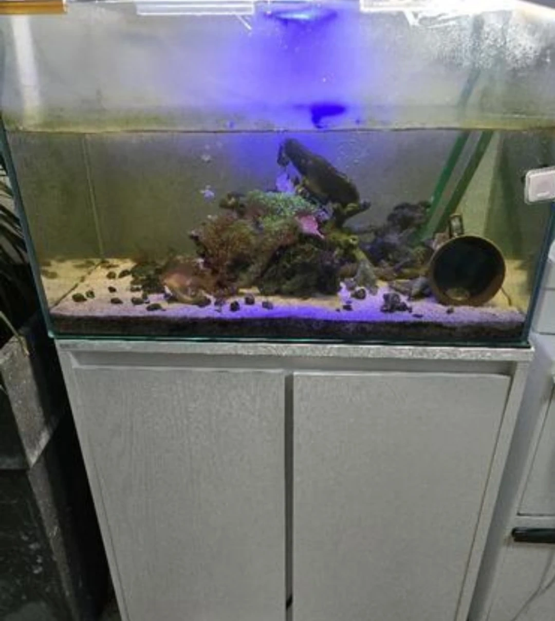 水槽セット アクアリウム　海水魚飼育用品　自由研究にの写真2枚目