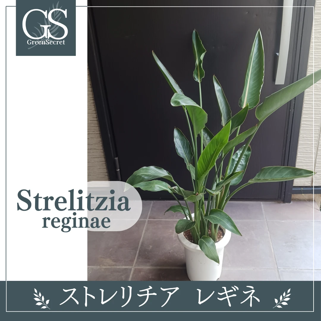 強くて丈夫★ストレリチア　7号　レギネ　極楽鳥花　ゴクラクチョウカ　観葉植物　ストレチア
