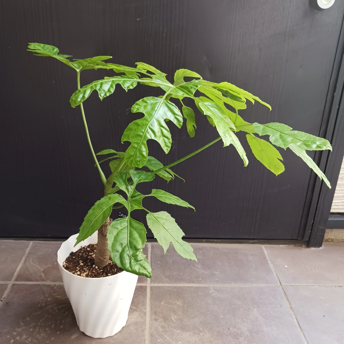 希少植物★7 トラベシア　パルマータ　5号　観葉植物　レアの写真3枚目