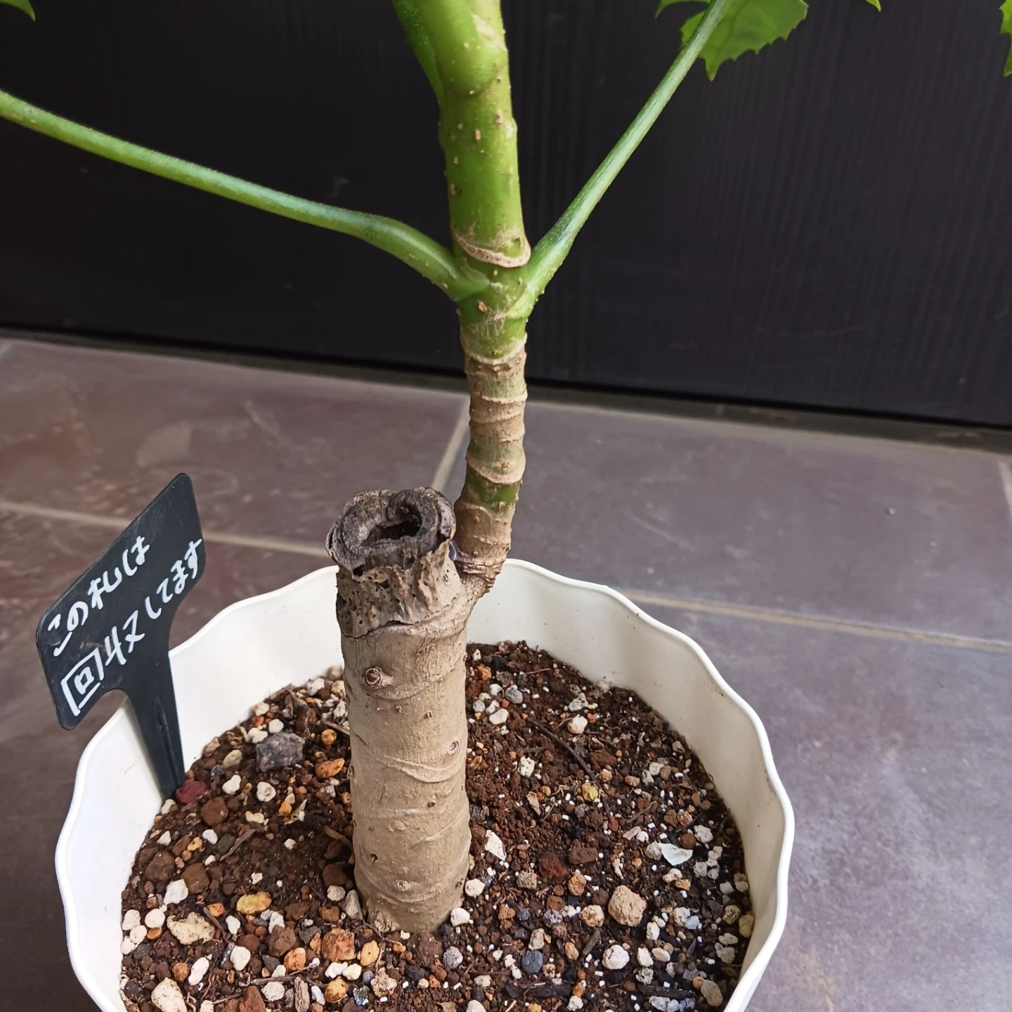 希少植物★7 トラベシア パルマータ 5号 観葉植物 レアの写真8枚目