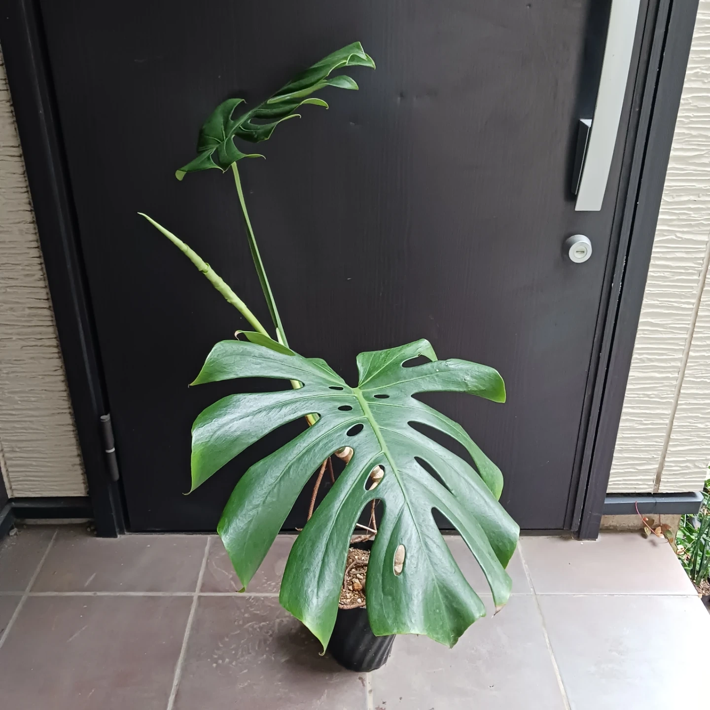 丈夫★モンステラ 5号 幹立ち 観葉植物の写真4枚目