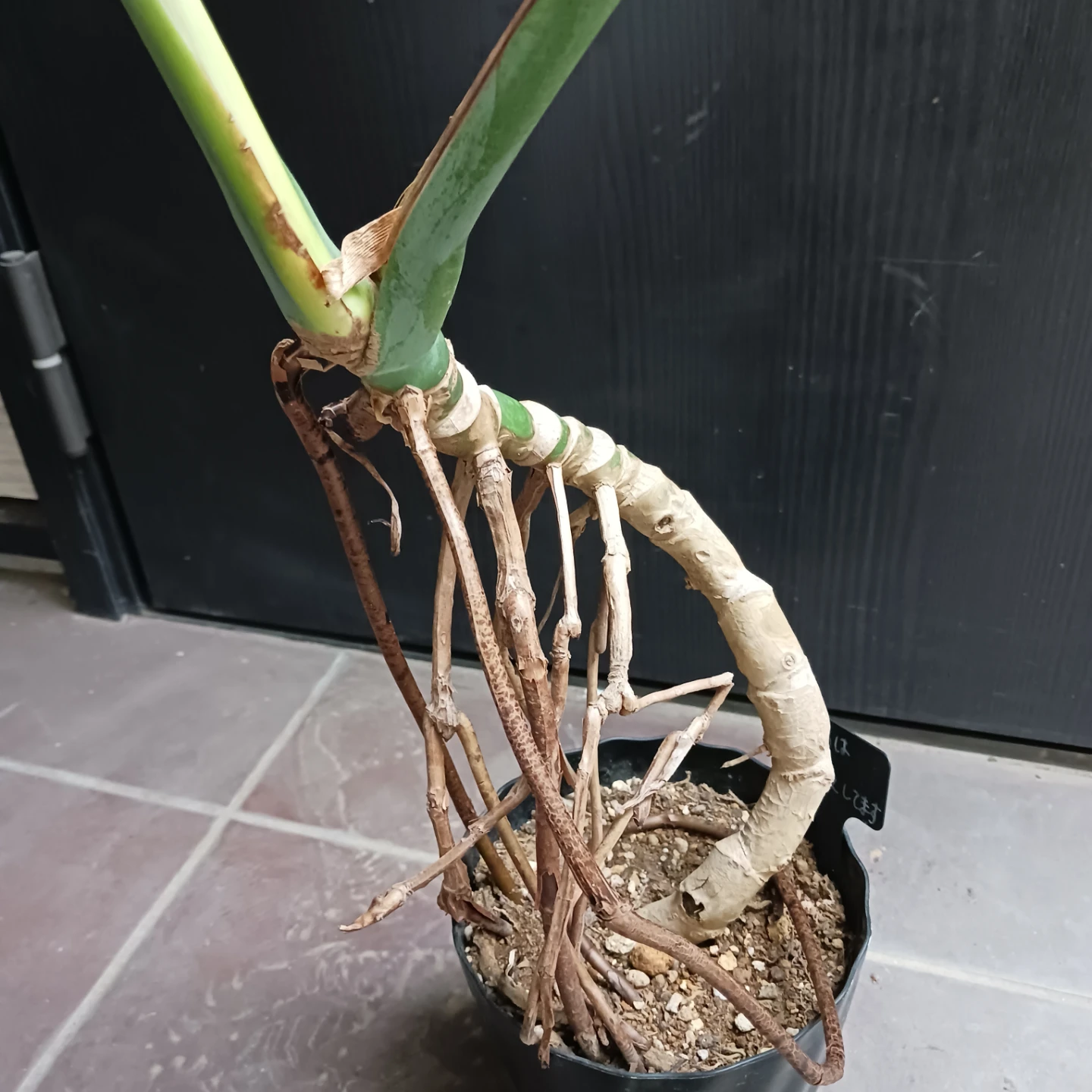 丈夫★モンステラ 5号 幹立ち　観葉植物の写真6枚目