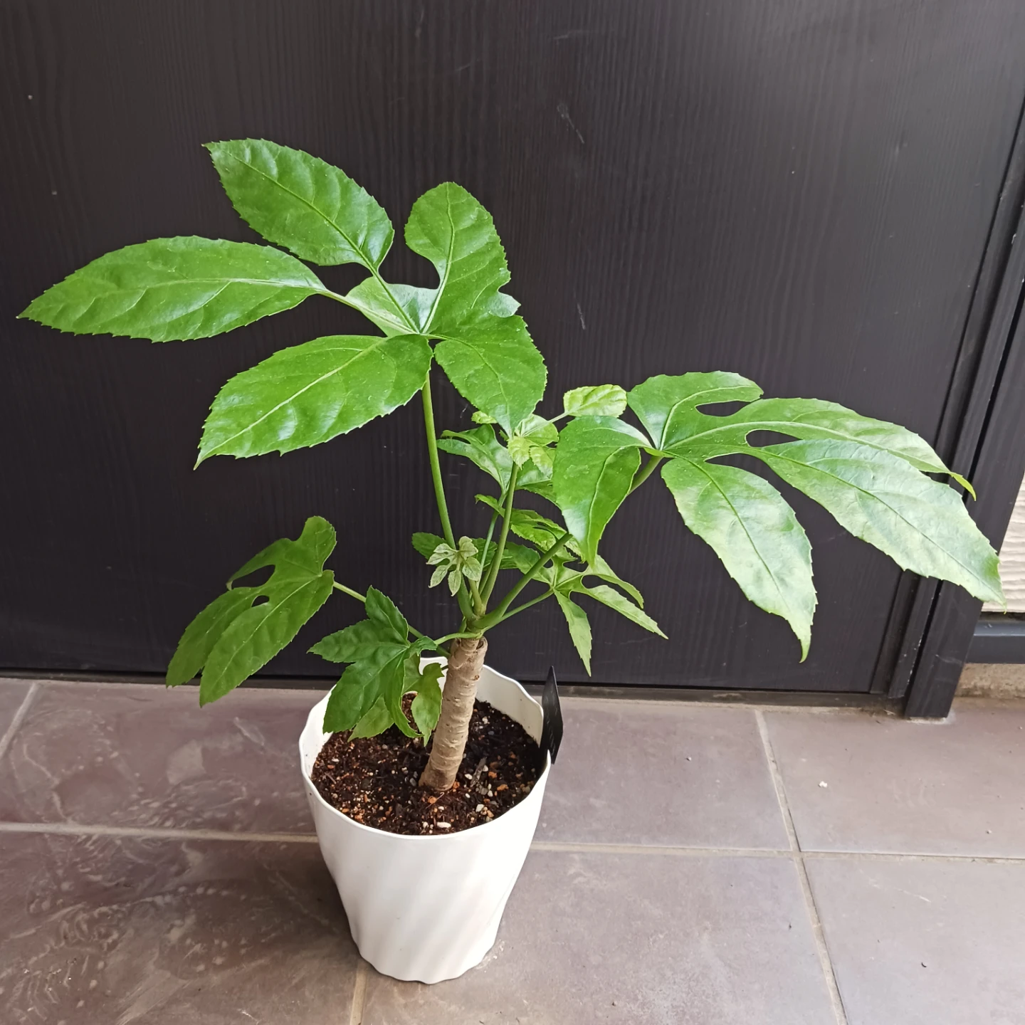 希少植物★12 トラベシア　パルマータ　5号　観葉植物　レアの写真4枚目