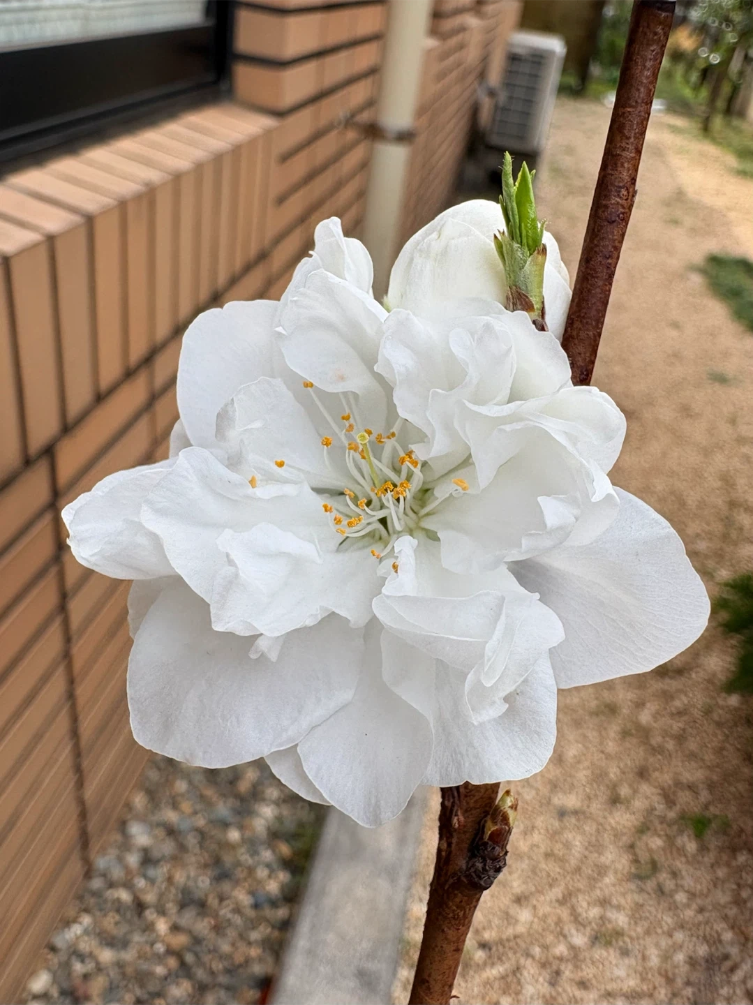 花桃の苗木 鉢植えの写真2枚目