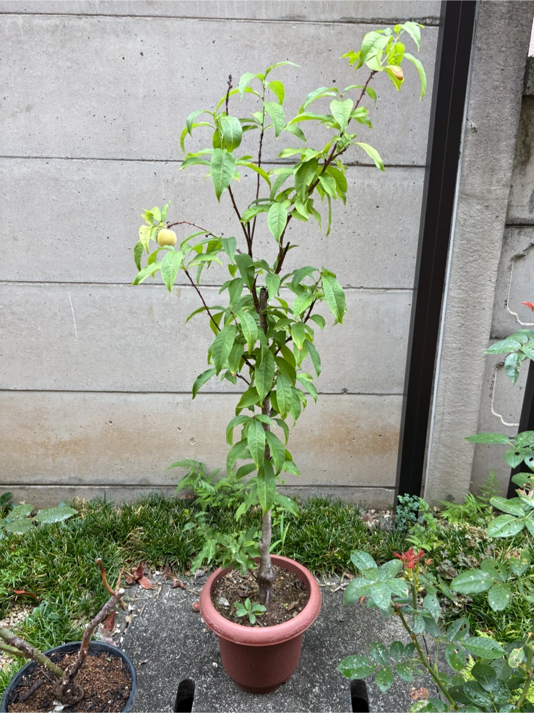花桃の苗木 鉢植えの写真3枚目