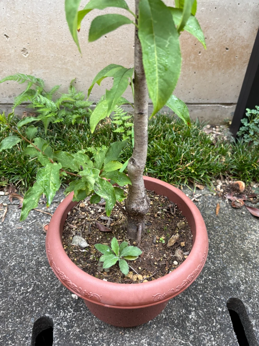 花桃の苗木 鉢植えの写真4枚目