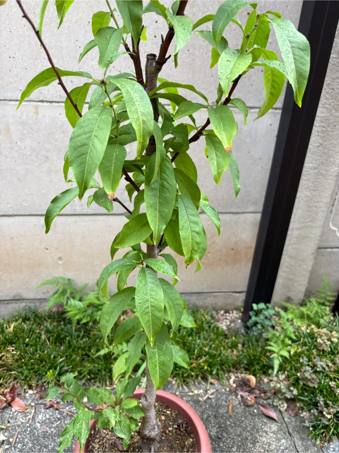 花桃の苗木 鉢植えの写真5枚目
