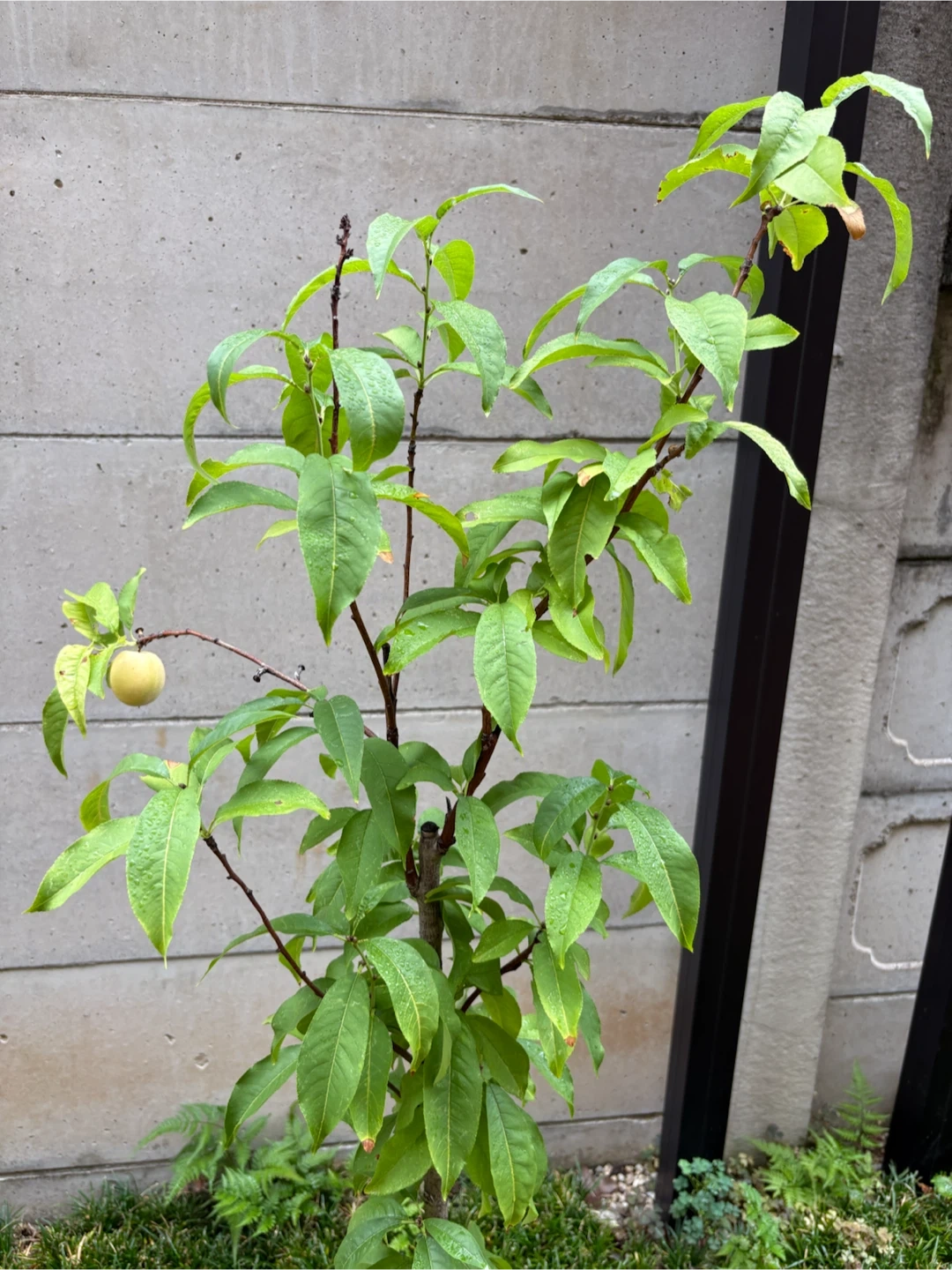 花桃の苗木 鉢植えの写真6枚目