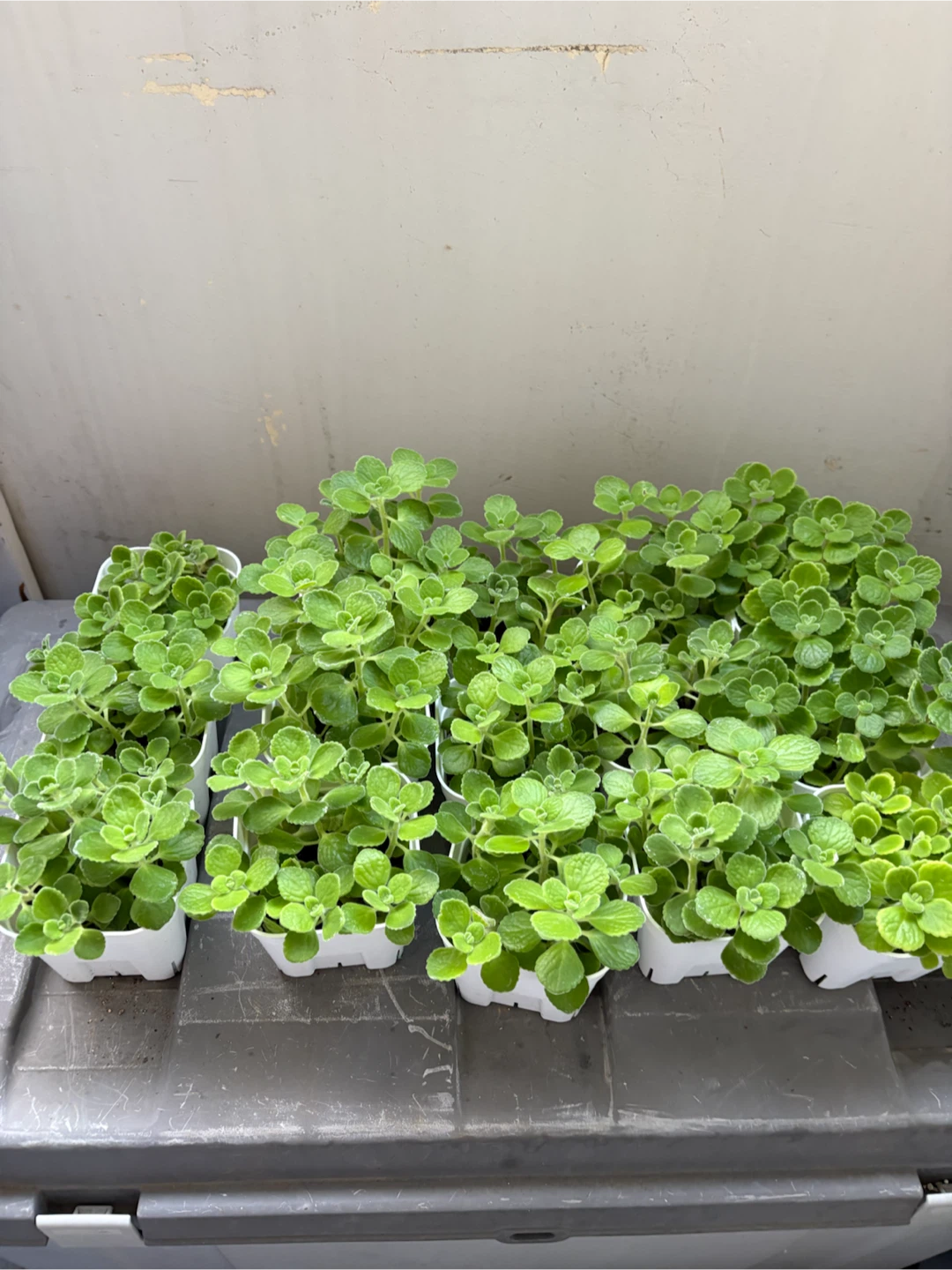 観葉植物 アロマティカス 苗 鉢植え