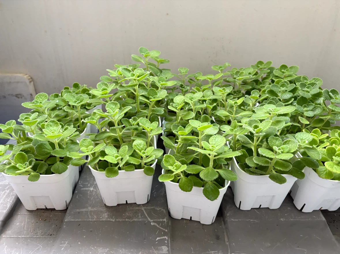 観葉植物 アロマティカス 苗 鉢植えの写真2枚目