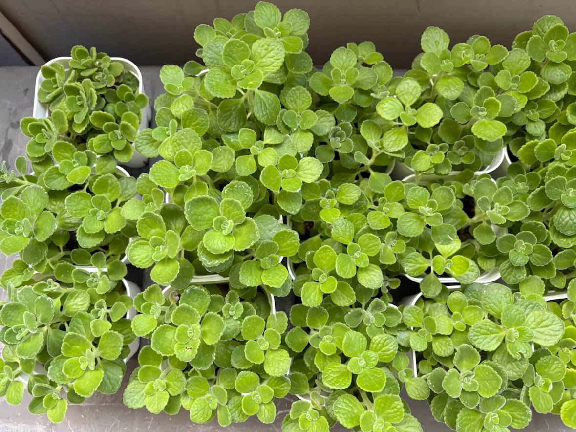 観葉植物 アロマティカス 苗 鉢植えの写真3枚目