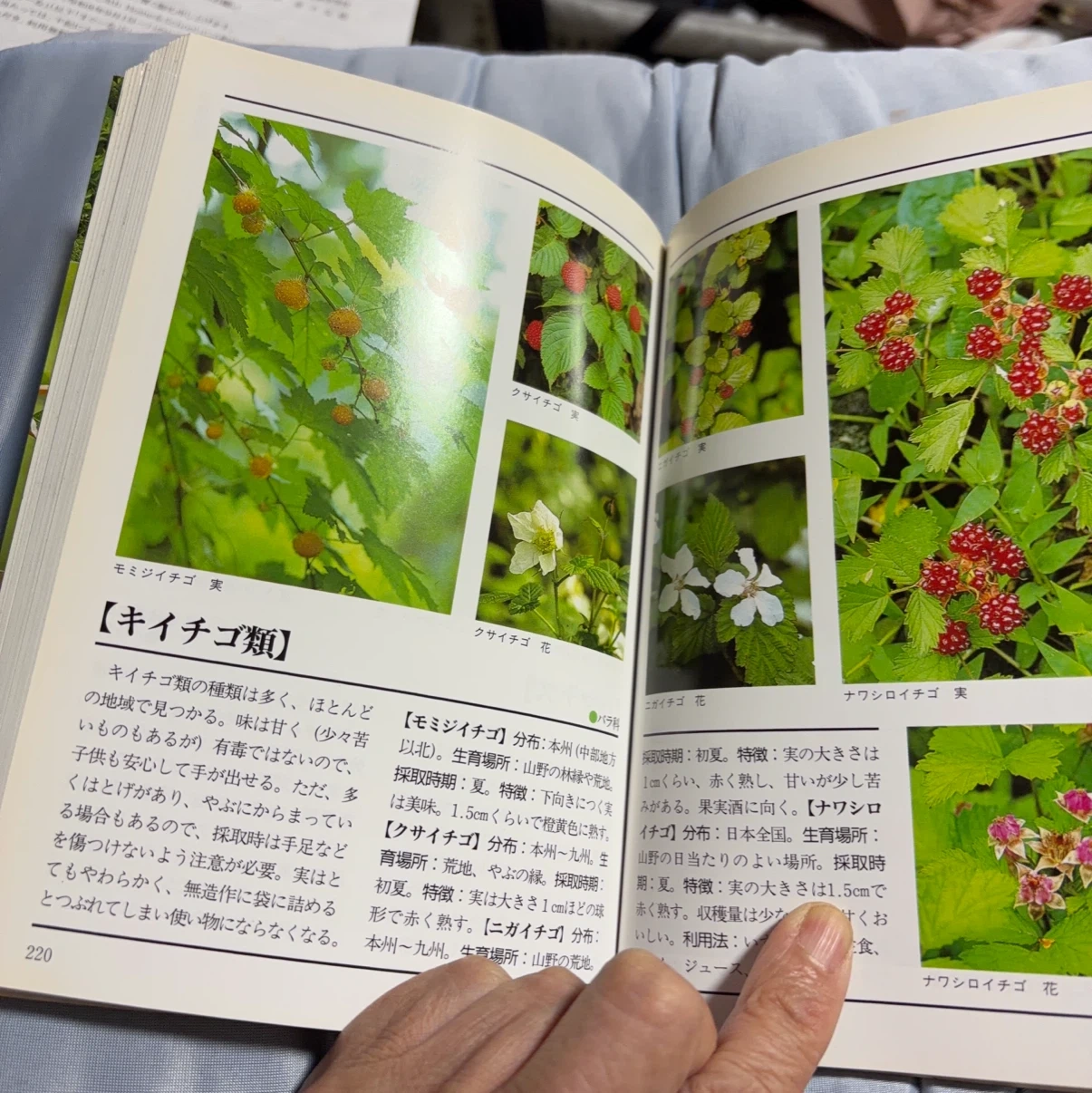 旬を見つける山菜・木の実 図鑑の写真3枚目