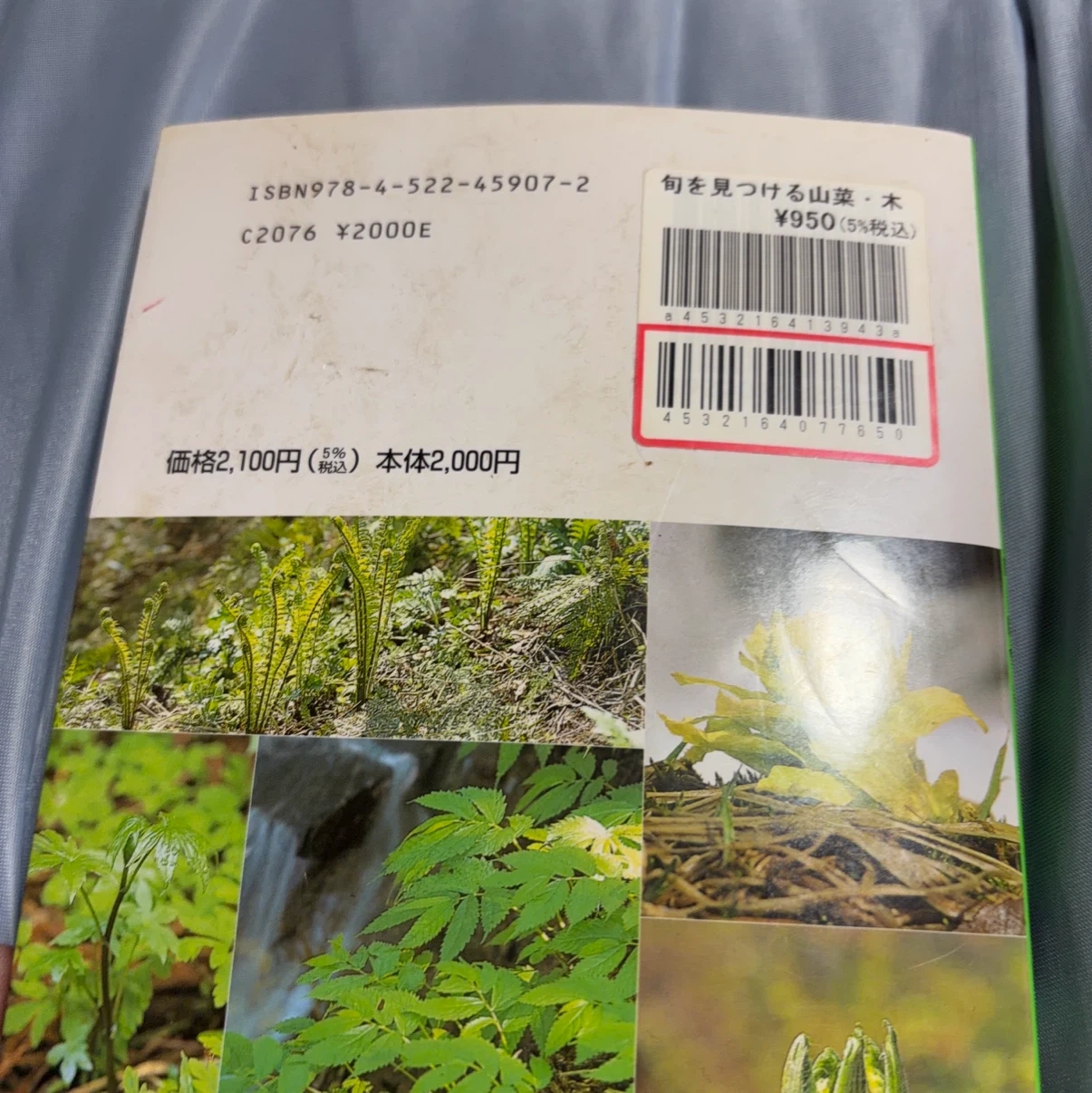旬を見つける山菜・木の実 図鑑の写真6枚目