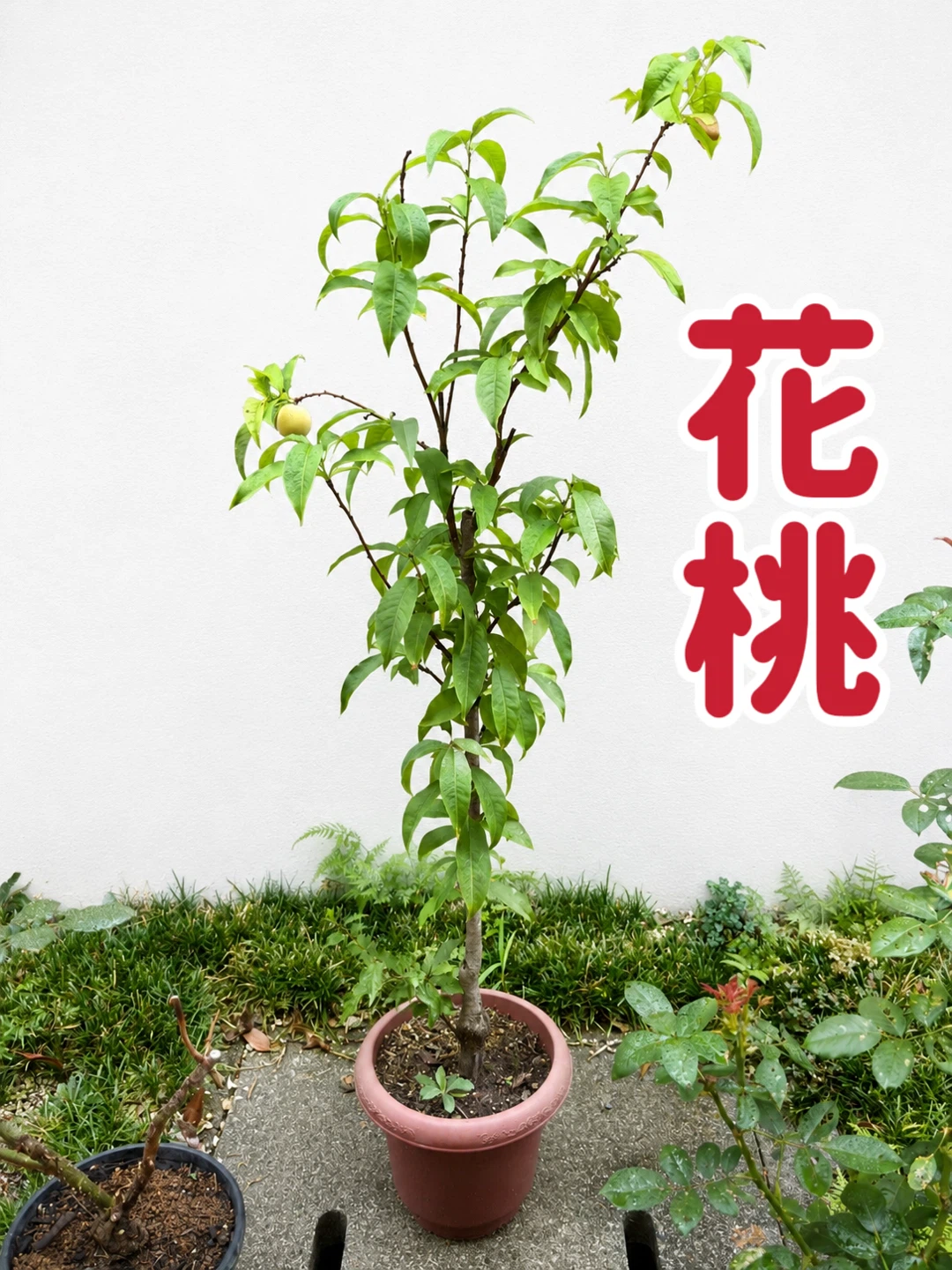 花桃の苗木 鉢植え