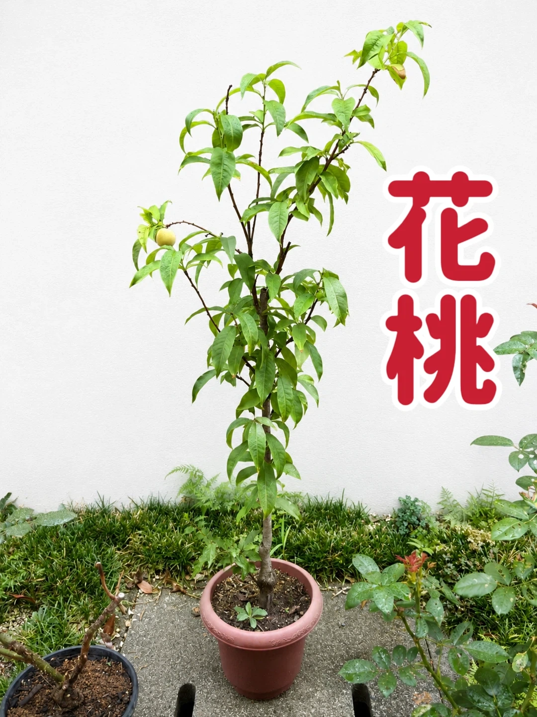 花桃の苗木 鉢植え