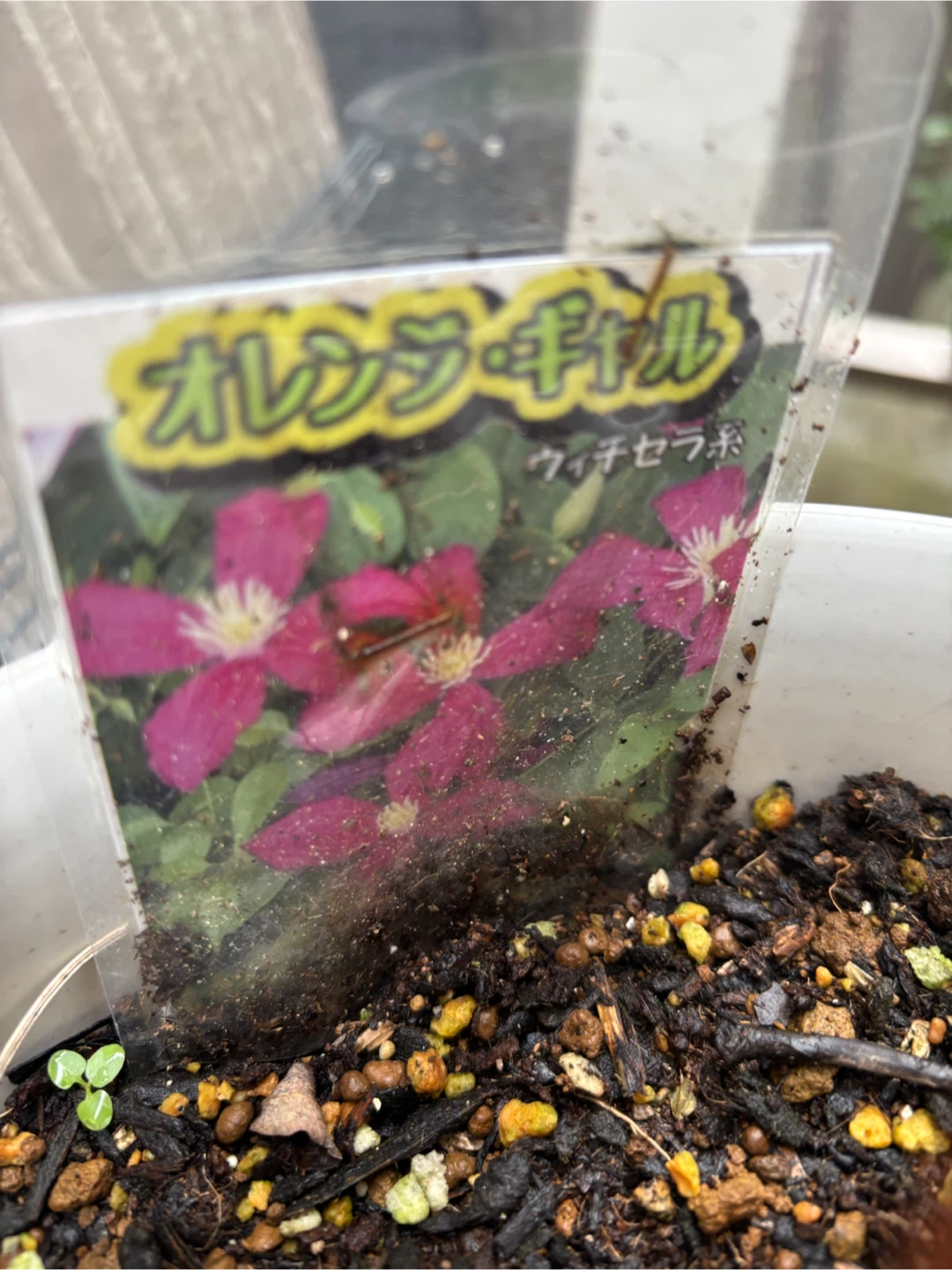 クレマチス　強剪定中　オレンジギャル苗木 鉢植え