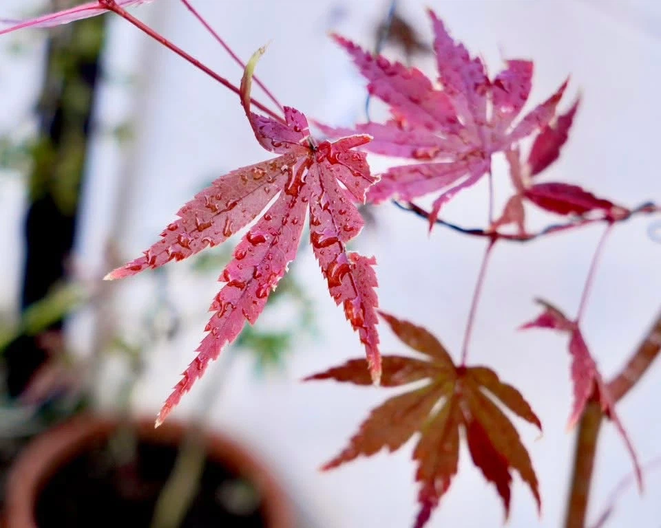 紅葉 盆栽 かえで もみじ 観葉植物 鉢植えの写真5枚目