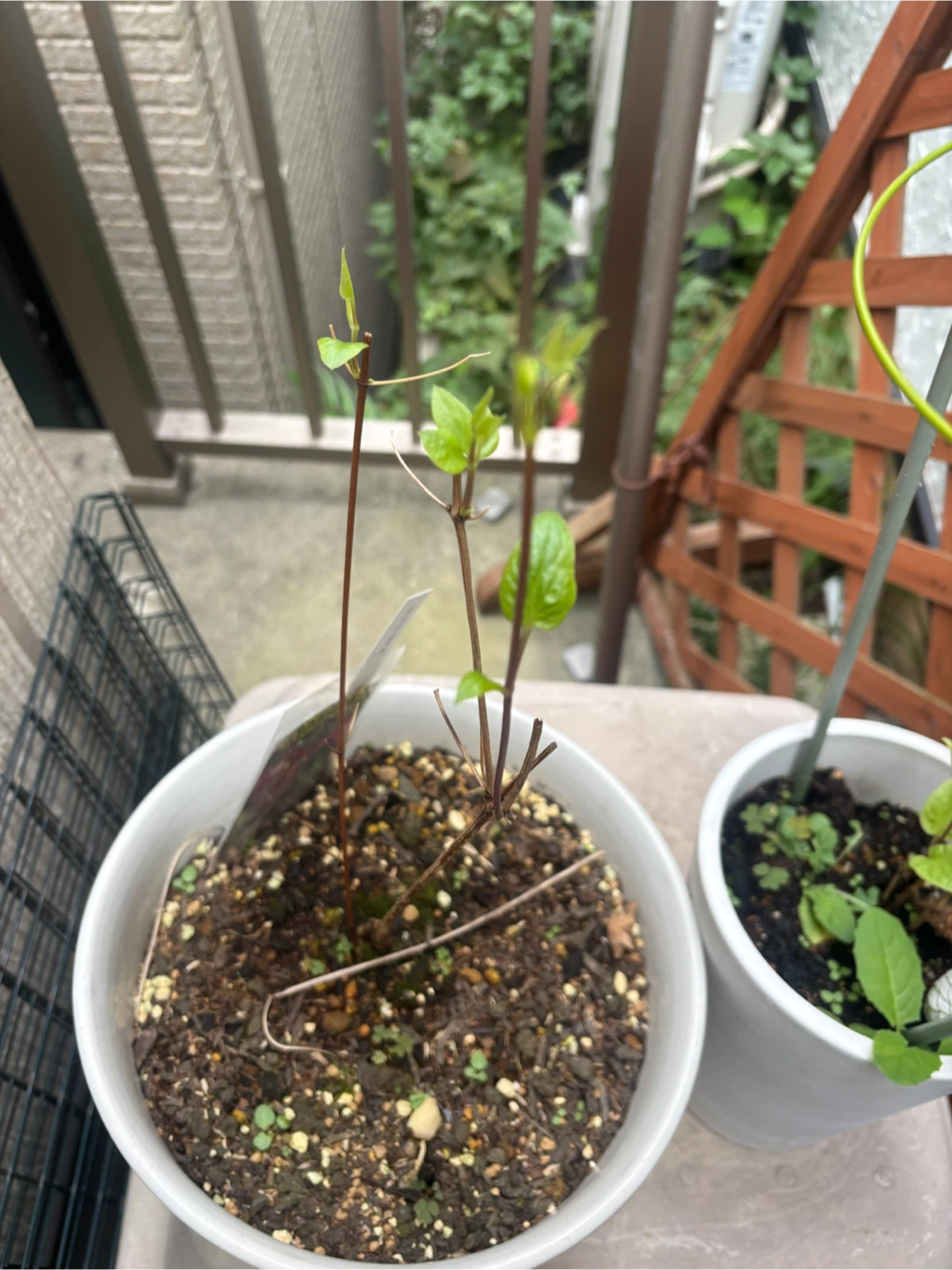 クレマチス　強剪定中　オレンジギャル苗木 鉢植えの写真2枚目