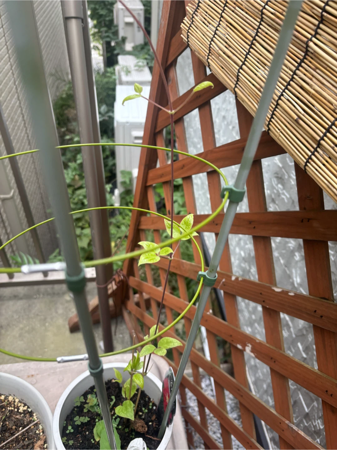 クレマチス 苗 鉢植え　強剪定　レッドスターの写真3枚目