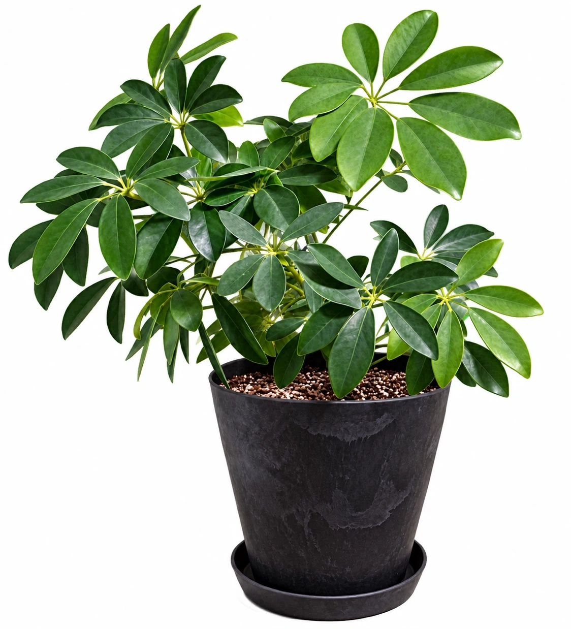 シェフレラカポック 観葉植物 鉢皿付き