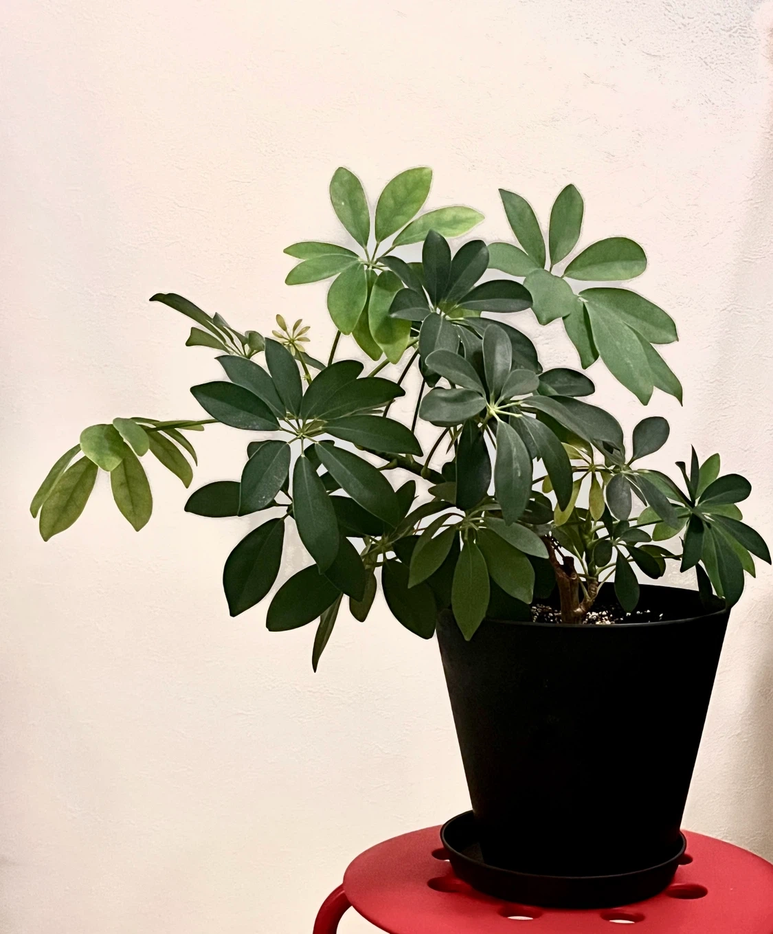 シェフレラカポック 観葉植物 鉢皿付きの写真2枚目