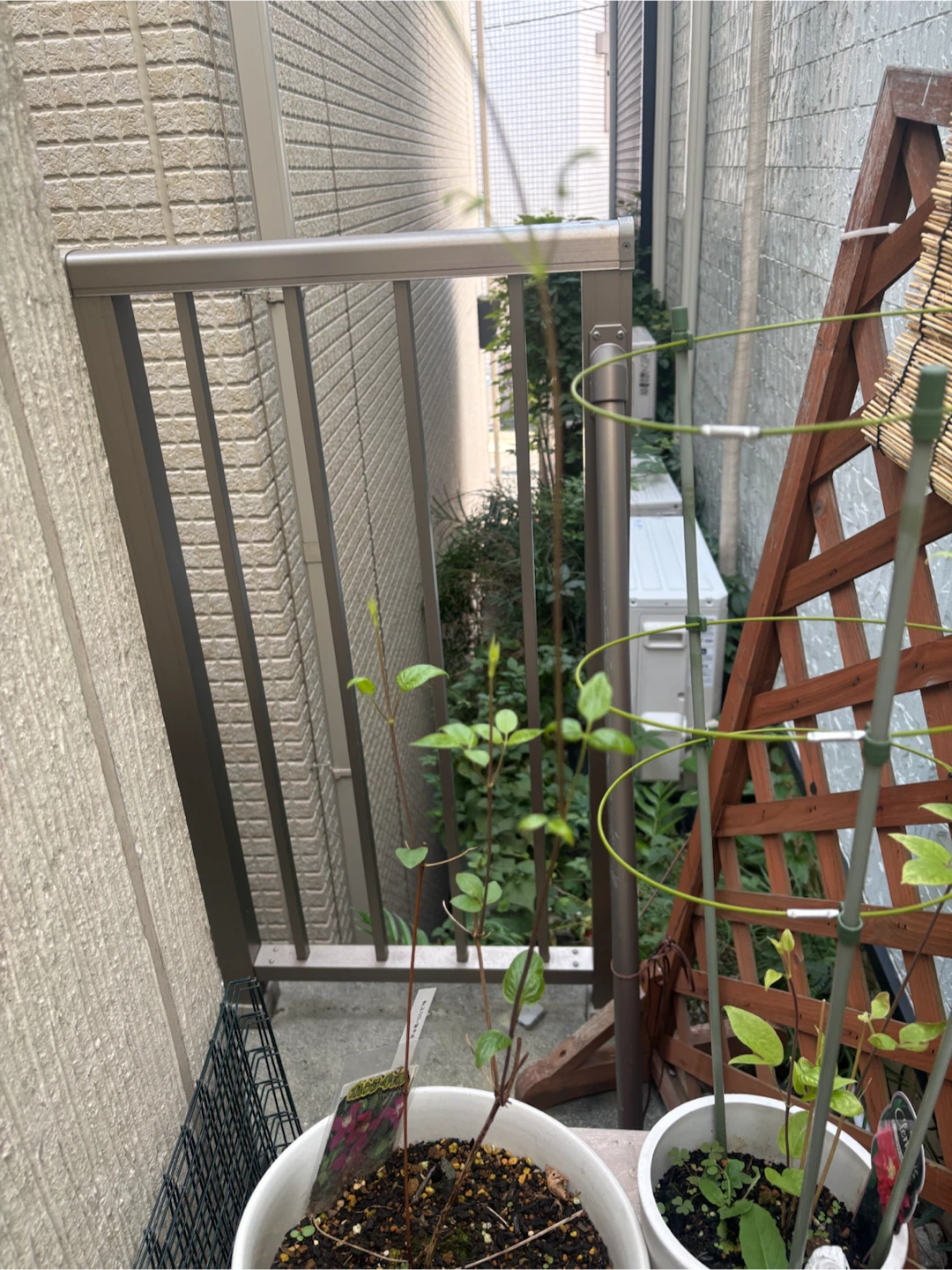 クレマチス　強剪定中　オレンジギャル苗木 鉢植えの写真3枚目