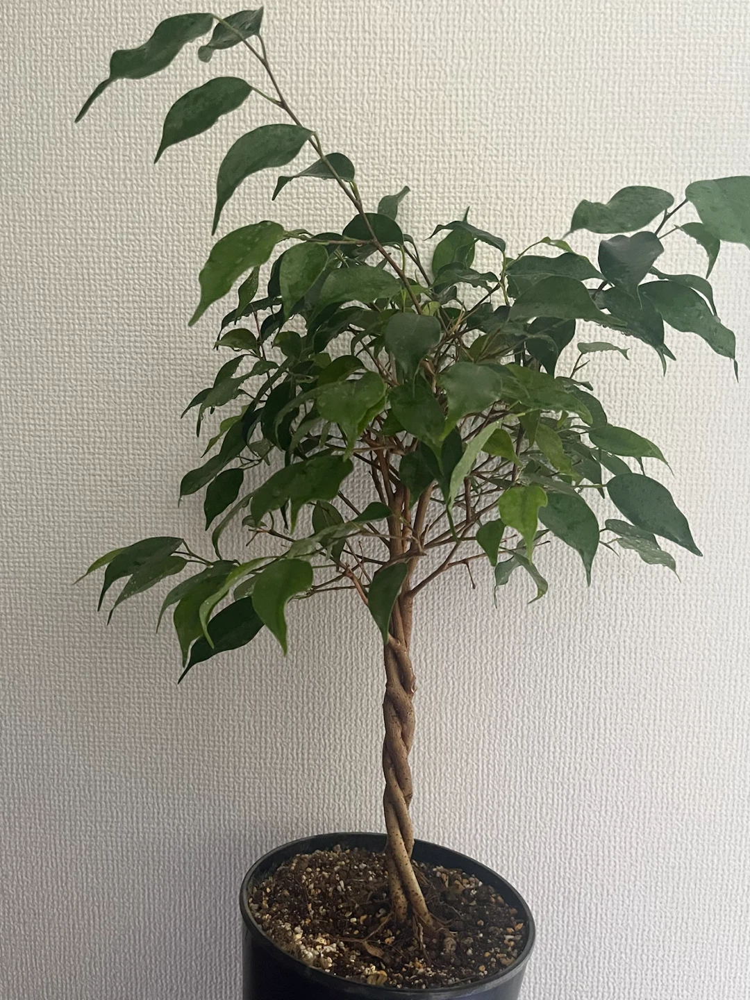 ベンジャミン 観葉植物