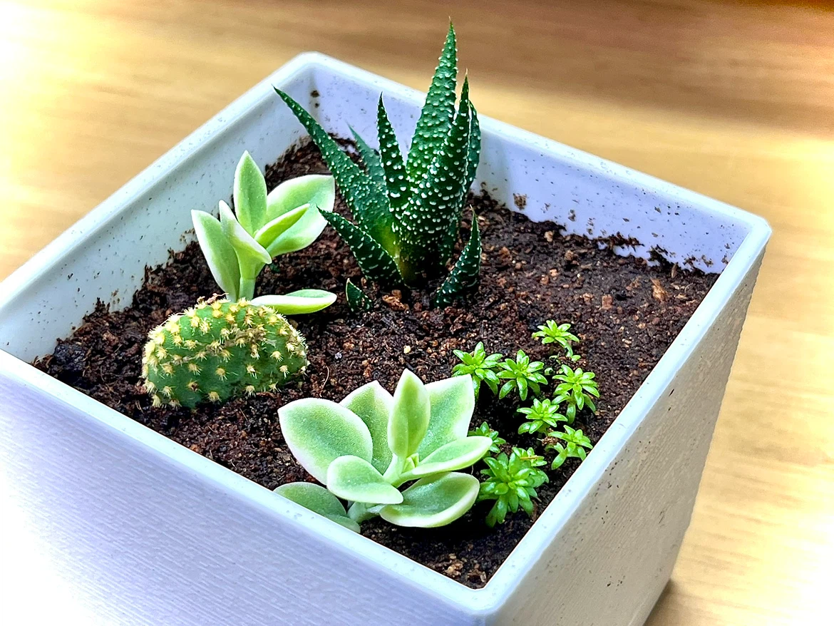 多肉植物寄せ植え 白角鉢